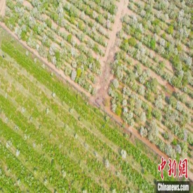 栽植面積近2萬(wàn)畝 文冠果成河北邱縣農(nóng)民致富“金果果”